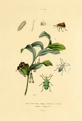 Coleotteri